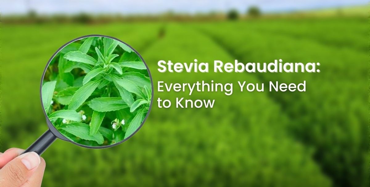 stevia rebaudiana